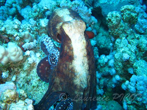 Poulpe - Octopus cyanea (2).JPG